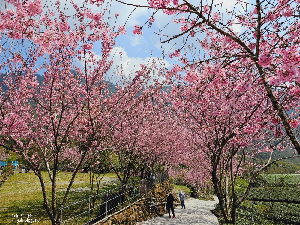 嘉義阿里山櫻花|中興製茶所|免費參觀,茶園與昭和櫻美景 - yuki.tw