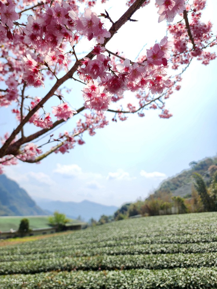 嘉義阿里山櫻花|中興製茶所|免費參觀,茶園與昭和櫻美景 - yuki.tw