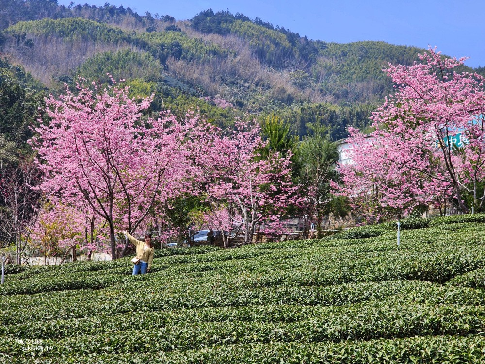 嘉義阿里山櫻花|中興製茶所|免費參觀,茶園與昭和櫻美景 - yuki.tw