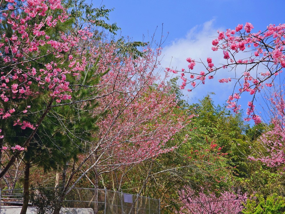 嘉義阿里山櫻花|中興製茶所|免費參觀,茶園與昭和櫻美景 - yuki.tw