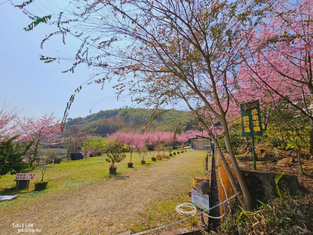 嘉義阿里山櫻花|中興製茶所|免費參觀,茶園與昭和櫻美景 - yuki.tw