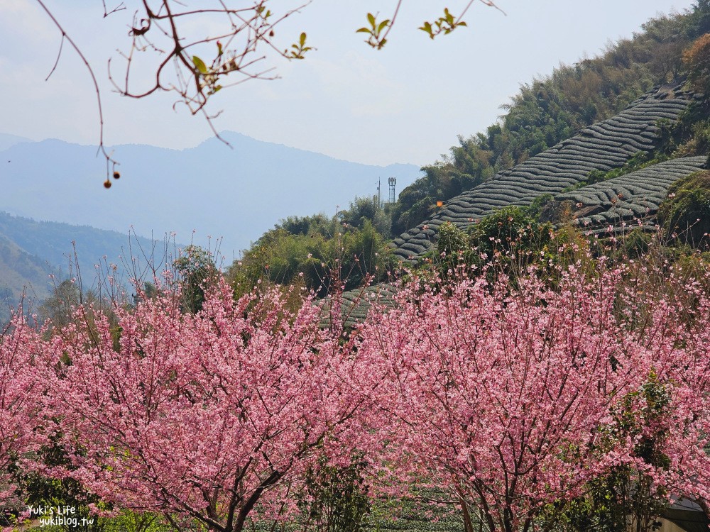 嘉義阿里山櫻花|中興製茶所|免費參觀,茶園與昭和櫻美景 - yuki.tw