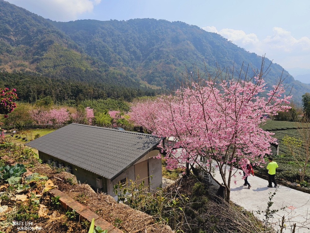 嘉義阿里山櫻花|中興製茶所|免費參觀,茶園與昭和櫻美景 - yuki.tw