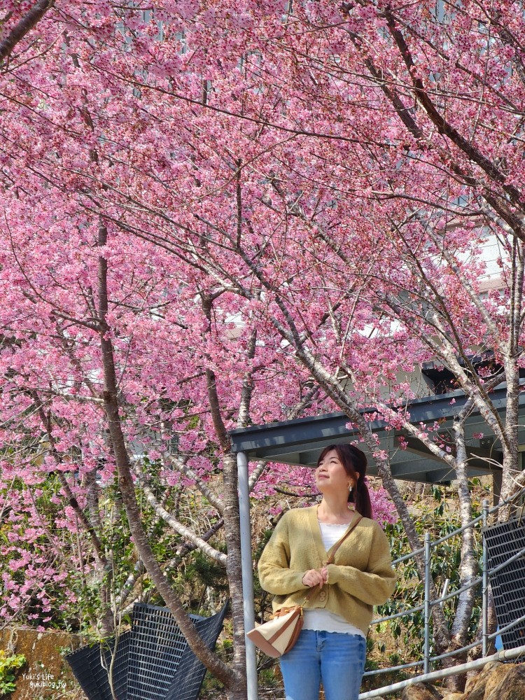 嘉義阿里山櫻花|中興製茶所|免費參觀,茶園與昭和櫻美景 - yuki.tw