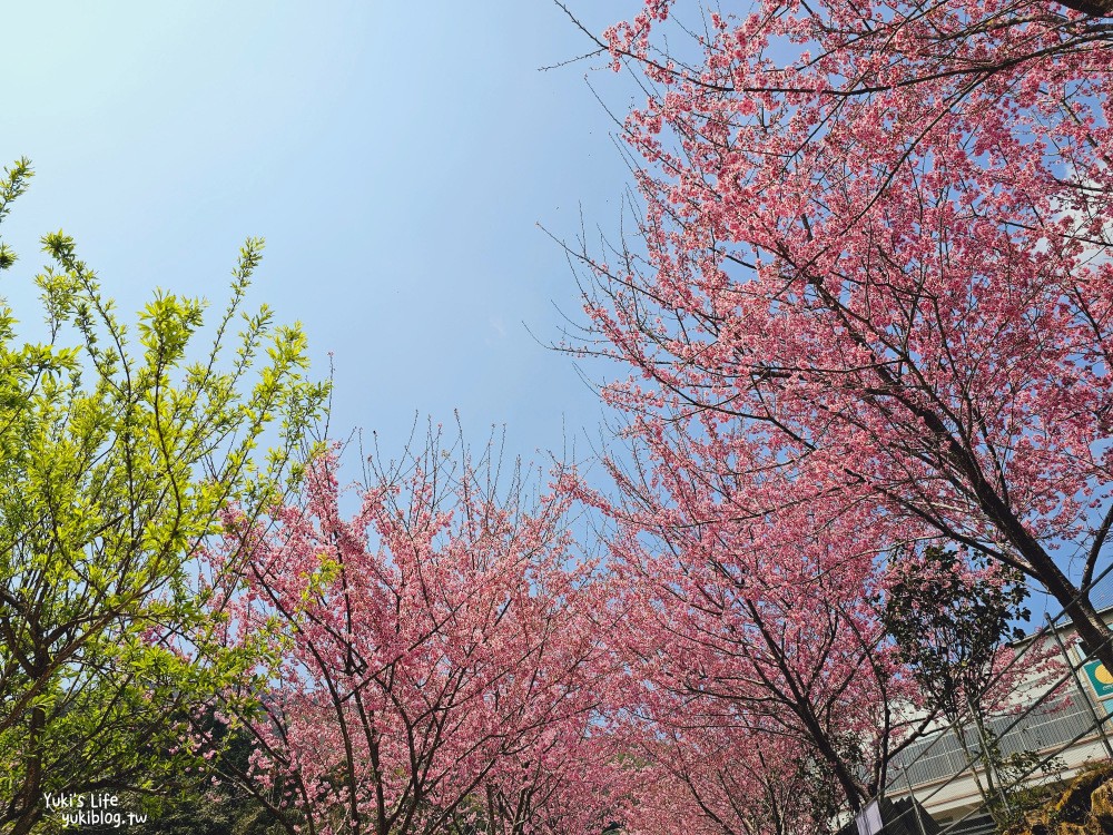 嘉義阿里山櫻花|中興製茶所|免費參觀,茶園與昭和櫻美景 - yuki.tw