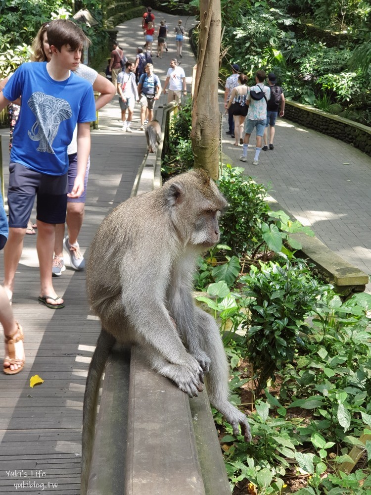 【峇里島烏布親子景點】聖猴森林公園(Ubud Monkey Forest)都是猴子讓你一路尖叫 - yuki.tw