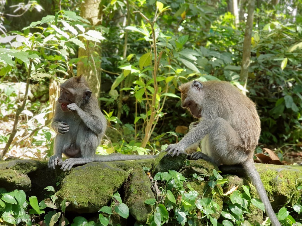 【峇里島烏布親子景點】聖猴森林公園(Ubud Monkey Forest)都是猴子讓你一路尖叫 - yuki.tw