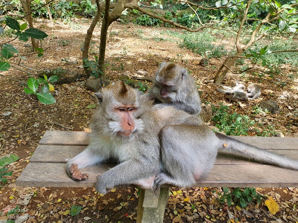 【峇里島烏布親子景點】聖猴森林公園(Ubud Monkey Forest)都是猴子讓你一路尖叫 - yuki.tw