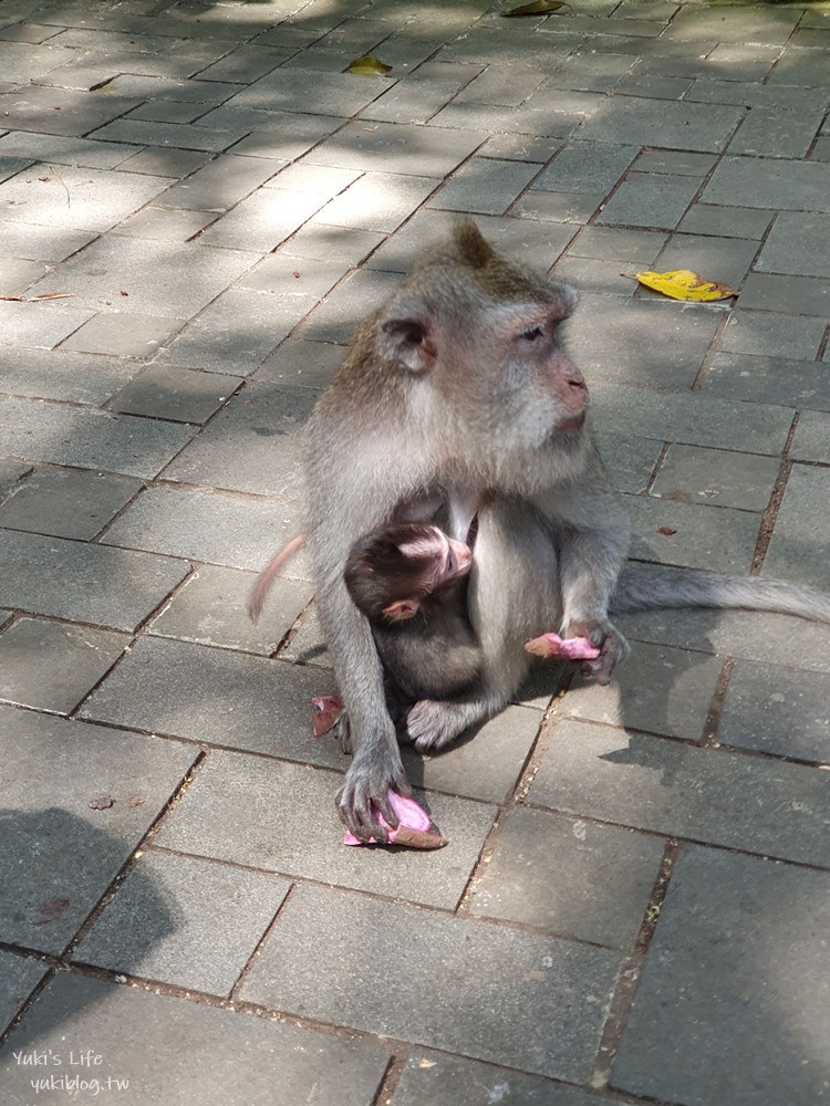 【峇里島烏布親子景點】聖猴森林公園(Ubud Monkey Forest)都是猴子讓你一路尖叫 - yuki.tw