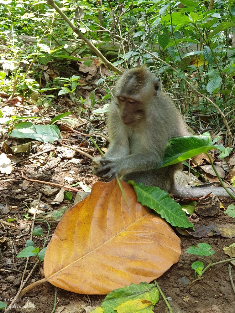 【峇里島烏布親子景點】聖猴森林公園(Ubud Monkey Forest)都是猴子讓你一路尖叫 - yuki.tw