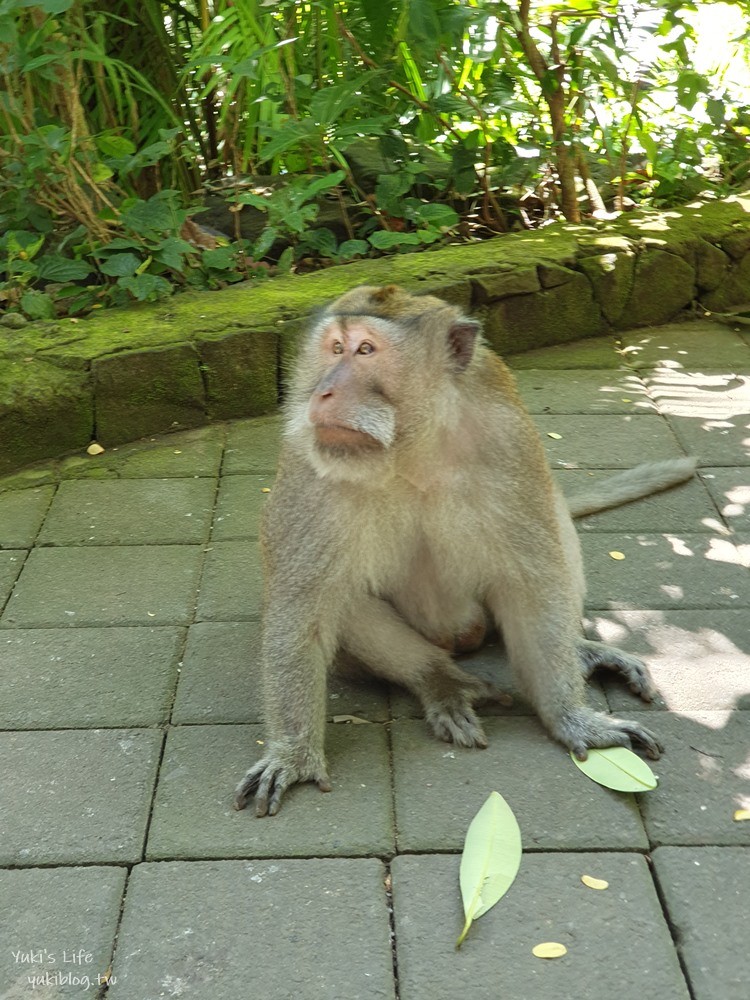 【峇里島烏布親子景點】聖猴森林公園(Ubud Monkey Forest)都是猴子讓你一路尖叫 - yuki.tw