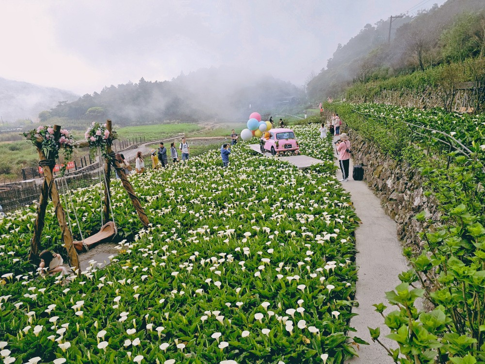 陽明山海芋季|名陽匍休閒農莊|竹子湖仙氣爆棚海芋園推薦！ - yuki.tw