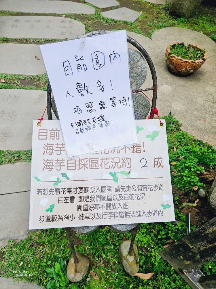 陽明山海芋季|名陽匍休閒農莊|竹子湖仙氣爆棚海芋園推薦！ - yuki.tw