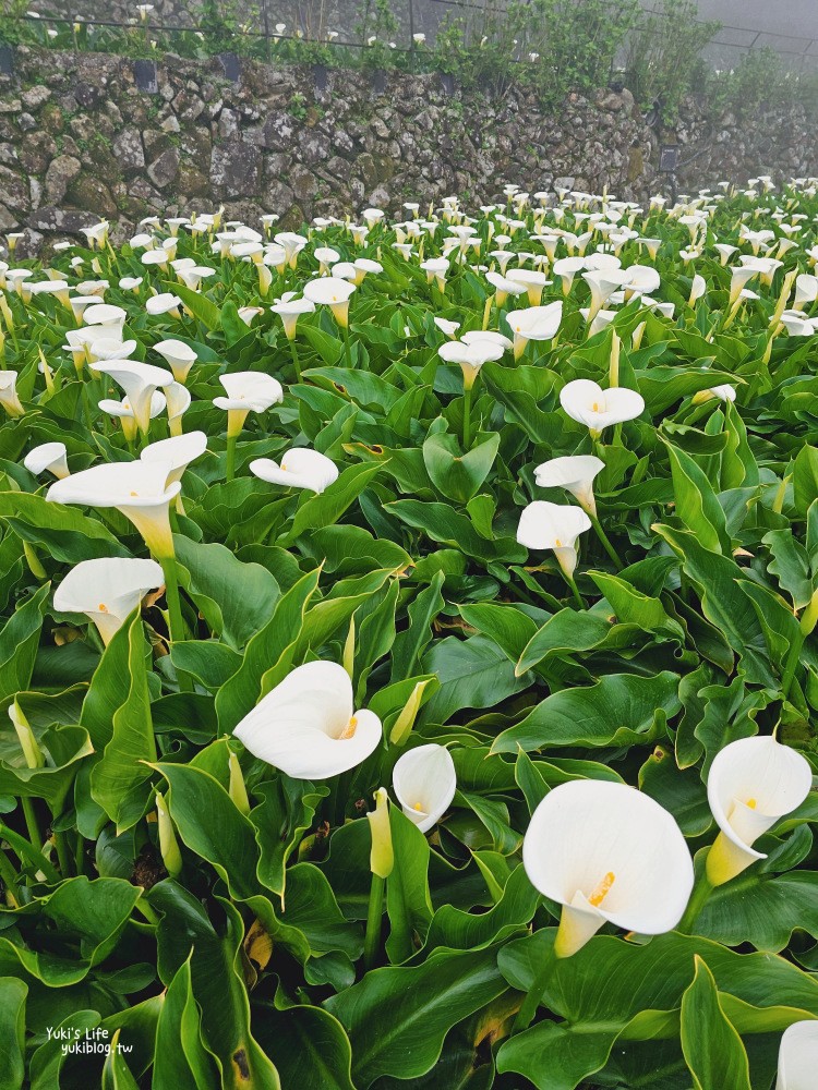 陽明山海芋季|名陽匍休閒農莊|竹子湖仙氣爆棚海芋園推薦！ - yuki.tw