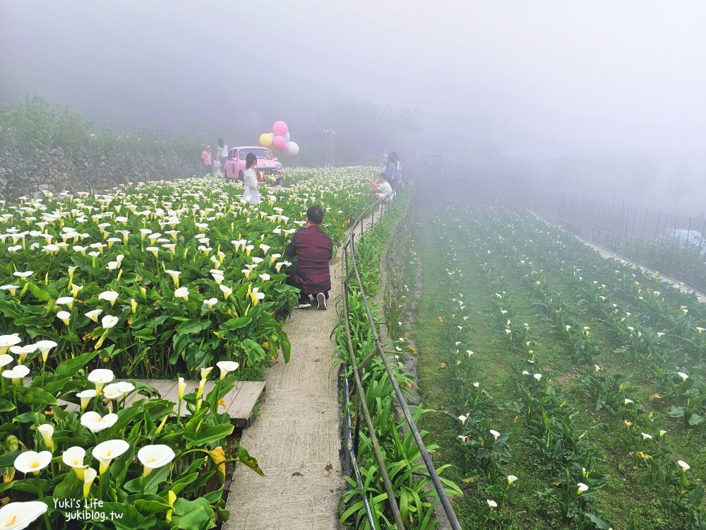 陽明山海芋季|名陽匍休閒農莊|竹子湖仙氣爆棚海芋園推薦！ - yuki.tw