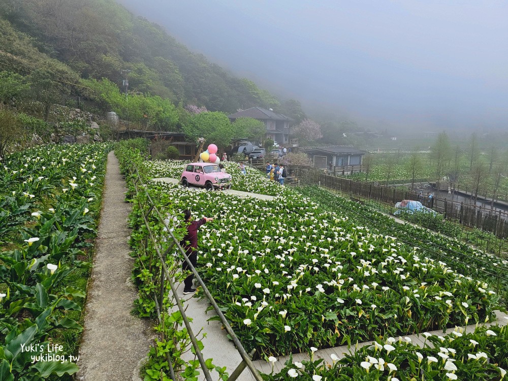 陽明山海芋季|名陽匍休閒農莊|竹子湖仙氣爆棚海芋園推薦！ - yuki.tw