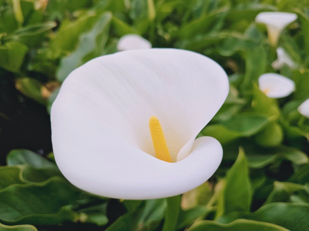 陽明山海芋季|名陽匍休閒農莊|竹子湖仙氣爆棚海芋園推薦！ - yuki.tw