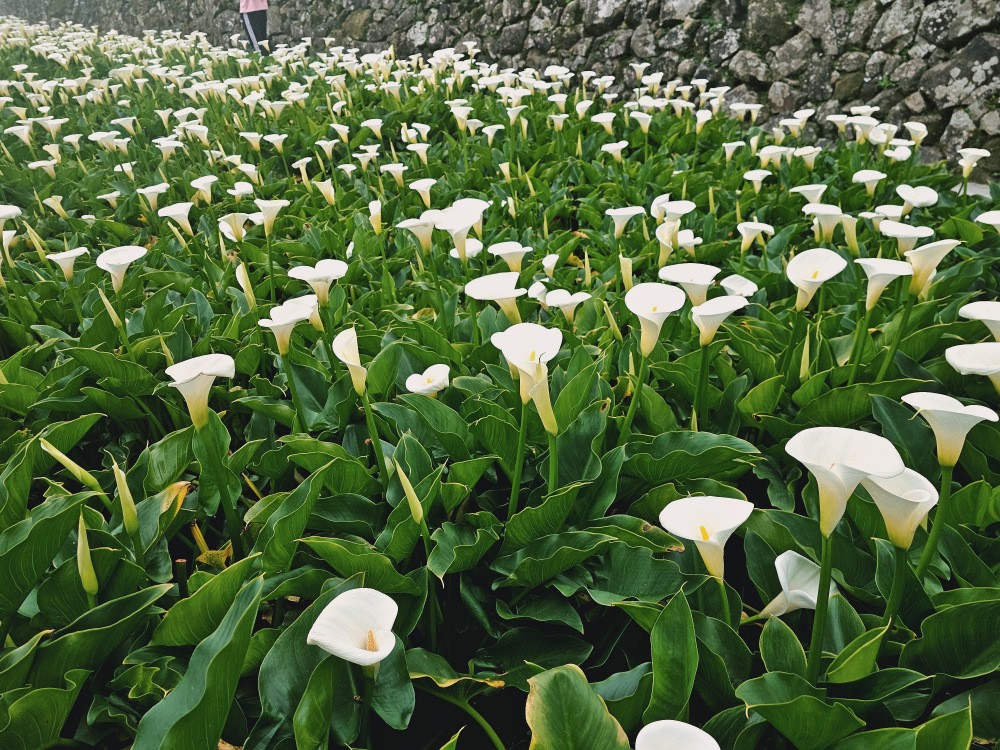 陽明山海芋季|名陽匍休閒農莊|竹子湖仙氣爆棚海芋園推薦！ - yuki.tw