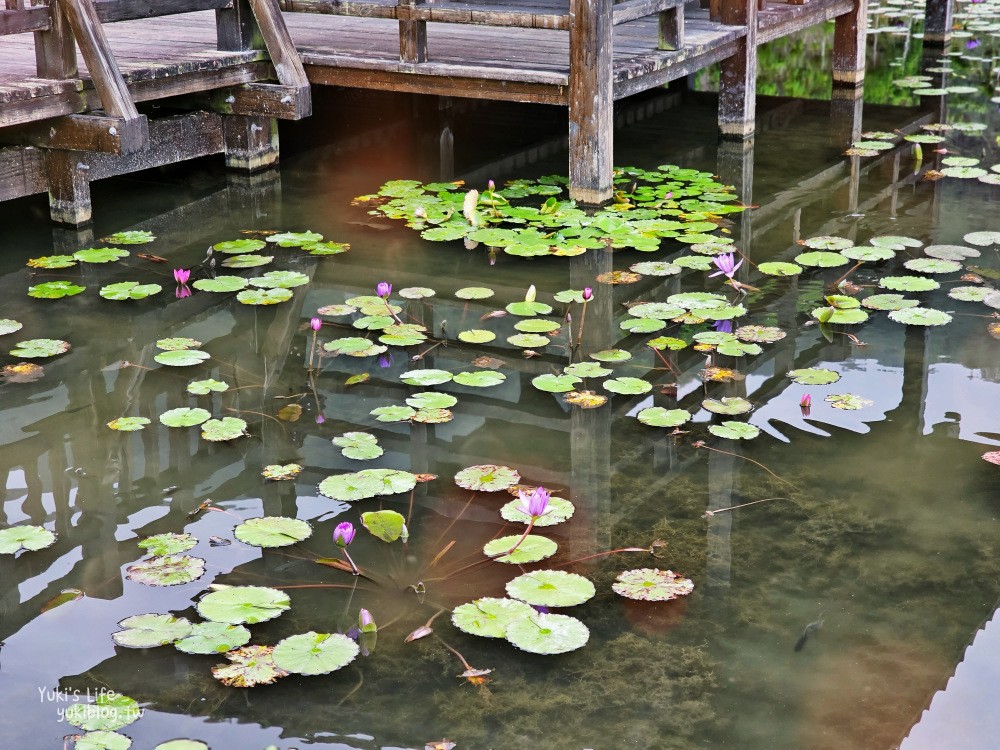 【花蓮吉安景點】蓮城蓮花園，免費入園招待整壺蓮花茶，適合親子還能餵魚 - yuki.tw