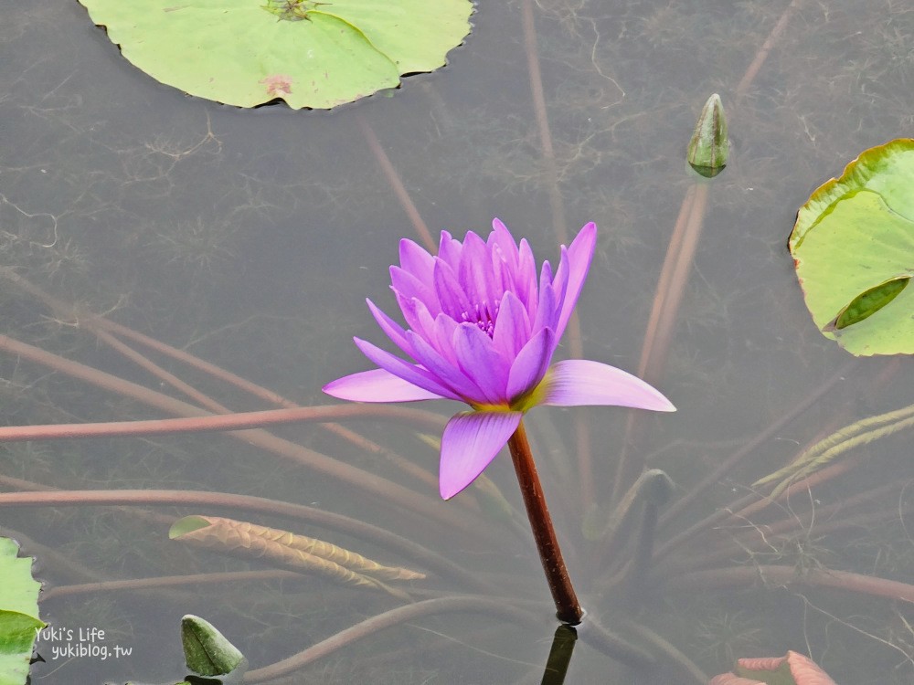 【花蓮吉安景點】蓮城蓮花園，免費入園招待整壺蓮花茶，適合親子還能餵魚 - yuki.tw