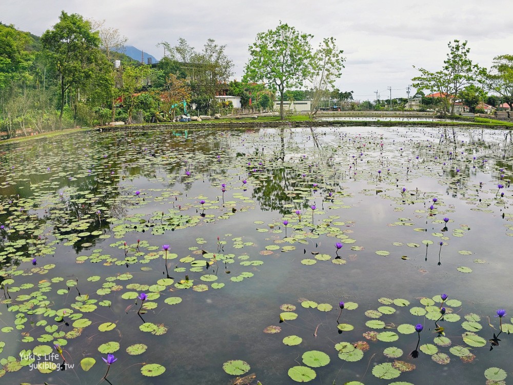 【花蓮吉安景點】蓮城蓮花園，免費入園招待整壺蓮花茶，適合親子還能餵魚 - yuki.tw