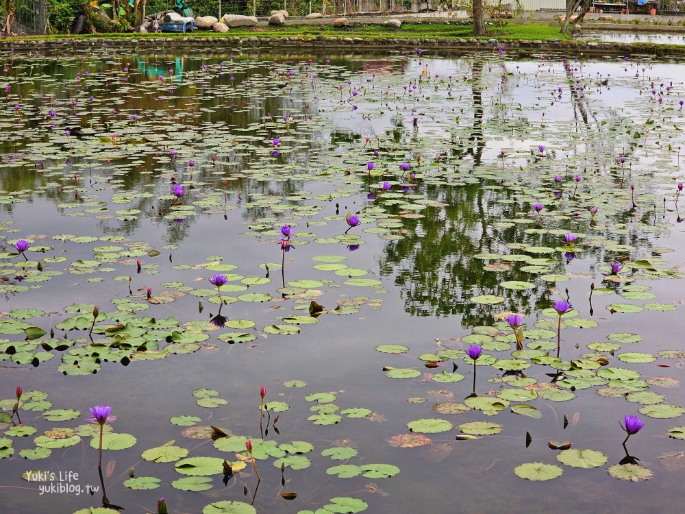 【花蓮吉安景點】蓮城蓮花園，免費入園招待整壺蓮花茶，適合親子還能餵魚 - yuki.tw