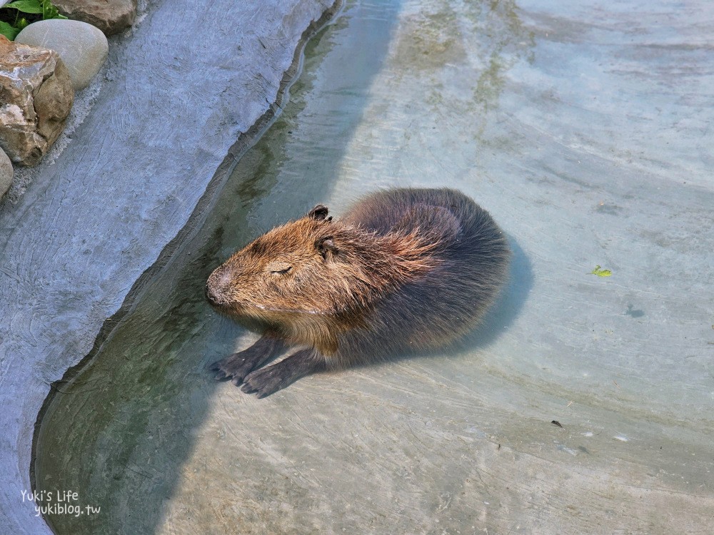 墾丁鹿ㄦ島水豚生態園區，以為來到東京淺草雷門！門票多少錢？ - yuki.tw