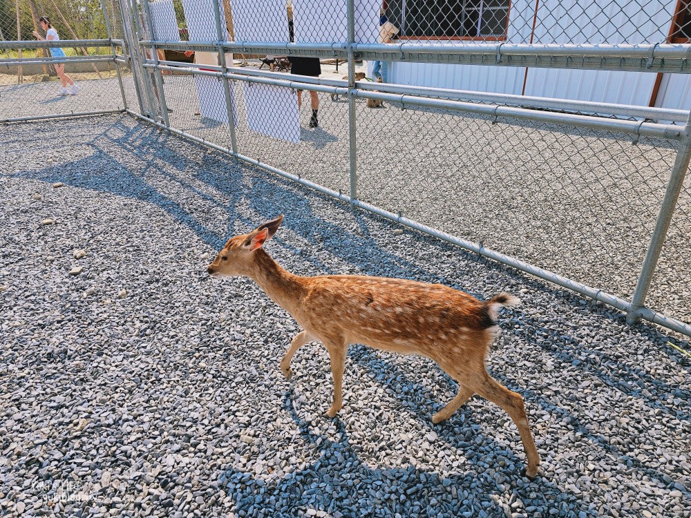 墾丁鹿ㄦ島水豚生態園區，以為來到東京淺草雷門！門票多少錢？ - yuki.tw