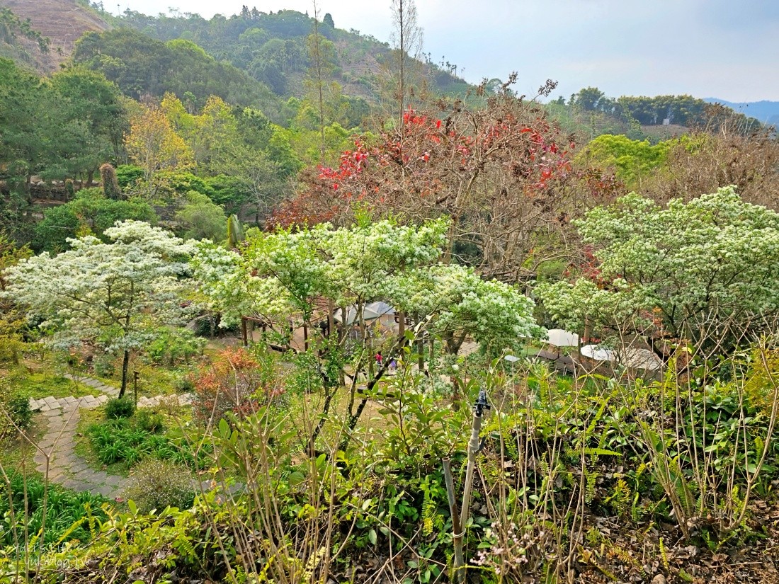 【台中新社景點】桃李河畔森林景觀餐廳，超美森林系景點，悠閒賞花喝下午茶 - yuki.tw