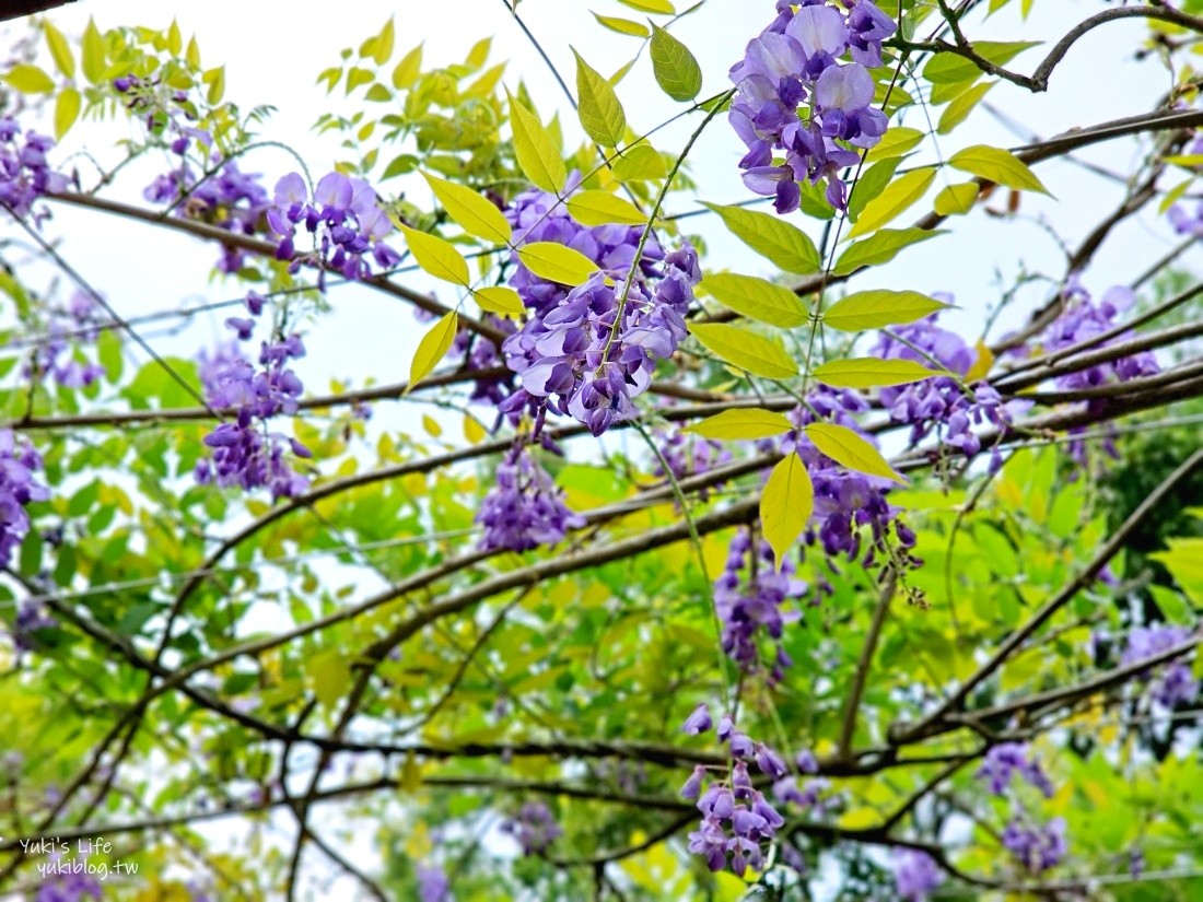 【台中新社景點】桃李河畔森林景觀餐廳，超美森林系景點，悠閒賞花喝下午茶 - yuki.tw