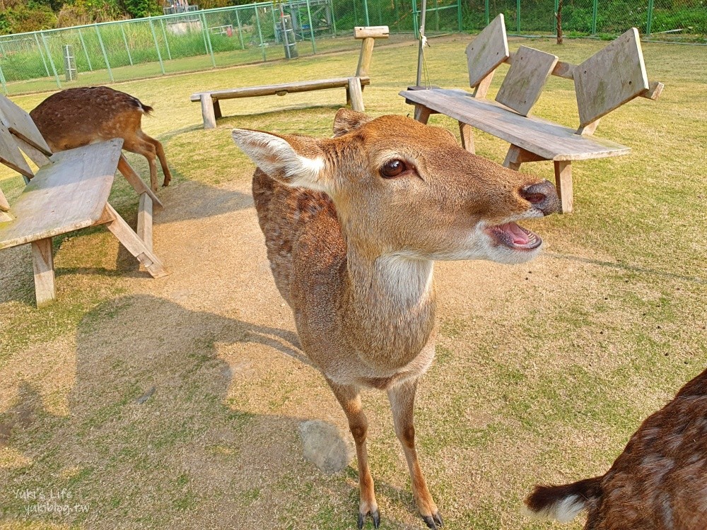 【嘉義阿里山景點】逐鹿傳說梅花鹿園&鄒族逐鹿文創園區，嘉義觸口超大黑熊景點 - yuki.tw