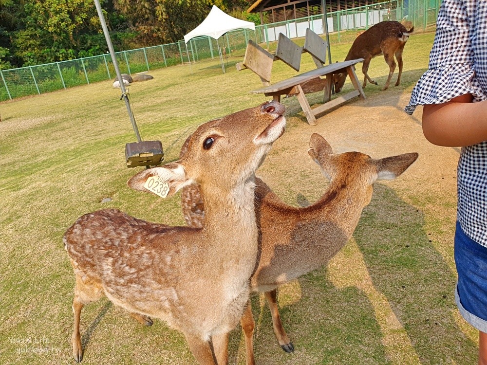 【嘉義阿里山景點】逐鹿傳說梅花鹿園&鄒族逐鹿文創園區，嘉義觸口超大黑熊景點 - yuki.tw