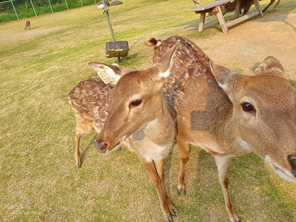 【嘉義阿里山景點】逐鹿傳說梅花鹿園&鄒族逐鹿文創園區，嘉義觸口超大黑熊景點 - yuki.tw