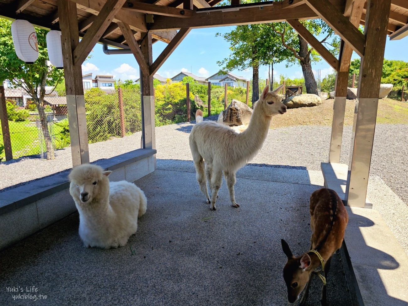 宜蘭綠舞日式主題園區，美拍日式庭園親子景點，萌萌水豚君.草泥馬.梅花鹿 - yuki.tw