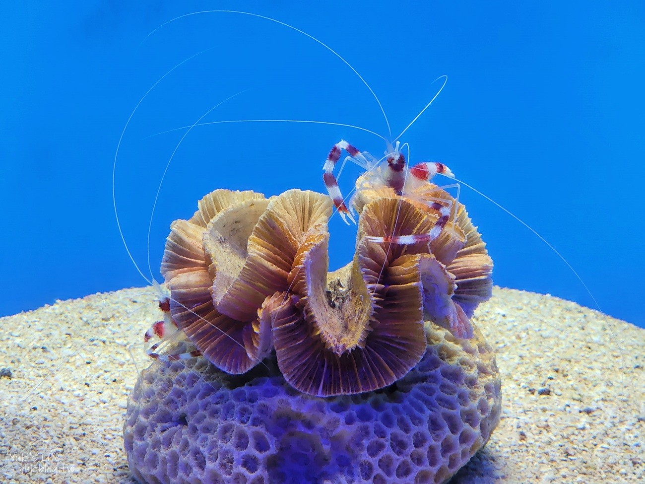 澎湖水族館》澎湖室內親子景點推薦必訪~門票・超值套票 - yuki.tw