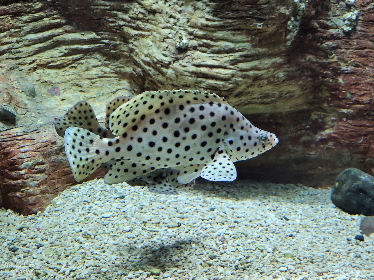 澎湖水族館》澎湖室內親子景點推薦必訪~門票・超值套票 - yuki.tw