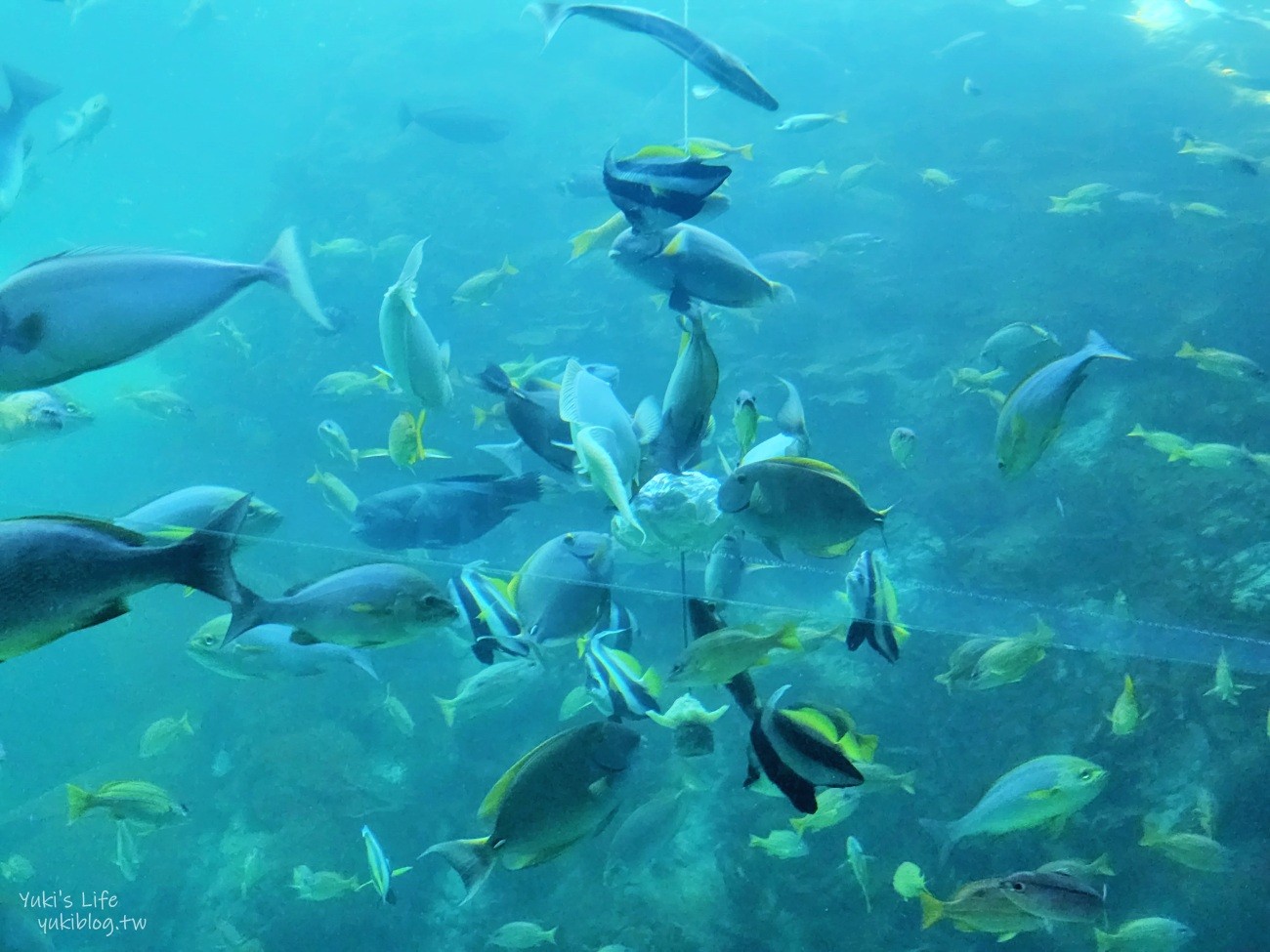 澎湖水族館》澎湖室內親子景點推薦必訪~門票・超值套票 - yuki.tw