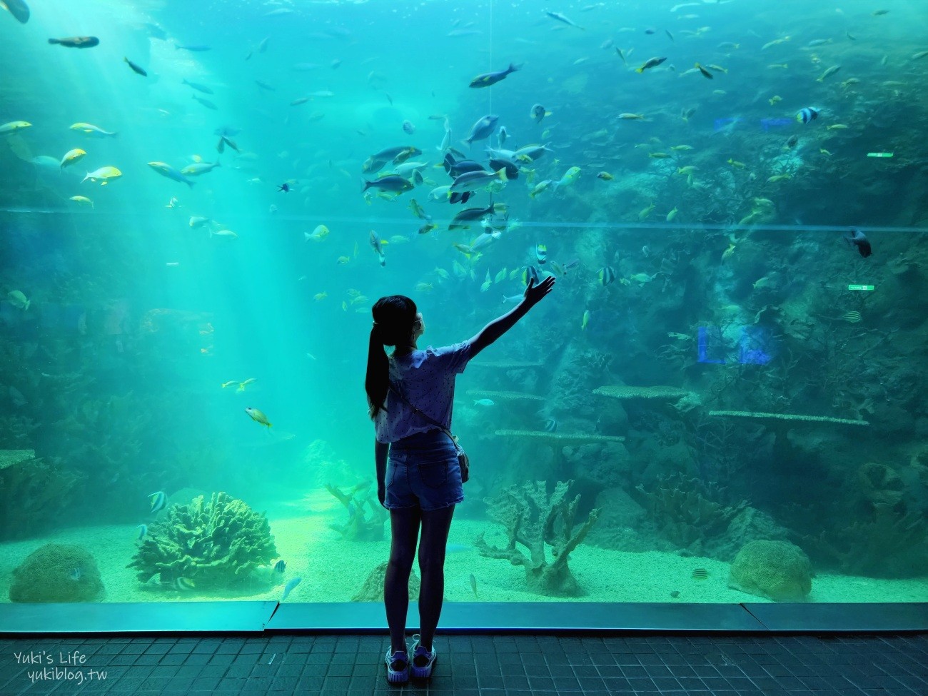 澎湖水族館》澎湖室內親子景點推薦必訪~門票・超值套票 - yuki.tw