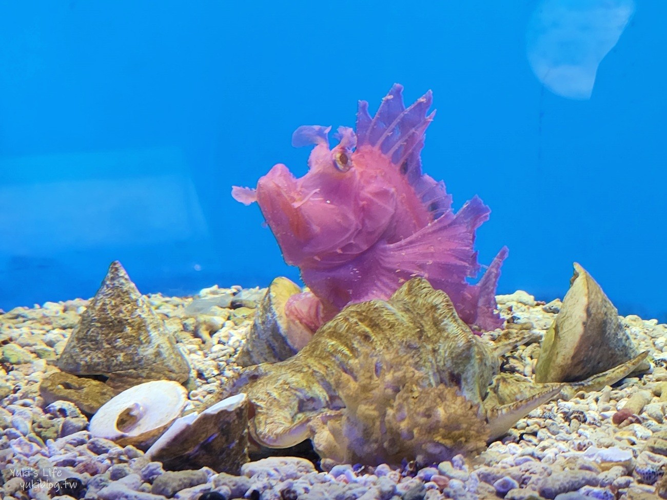 澎湖水族館》澎湖室內親子景點推薦必訪~門票・超值套票 - yuki.tw