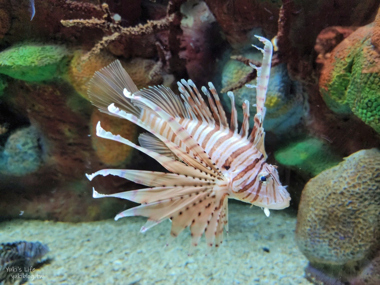 澎湖水族館》澎湖室內親子景點推薦必訪~門票・超值套票 - yuki.tw