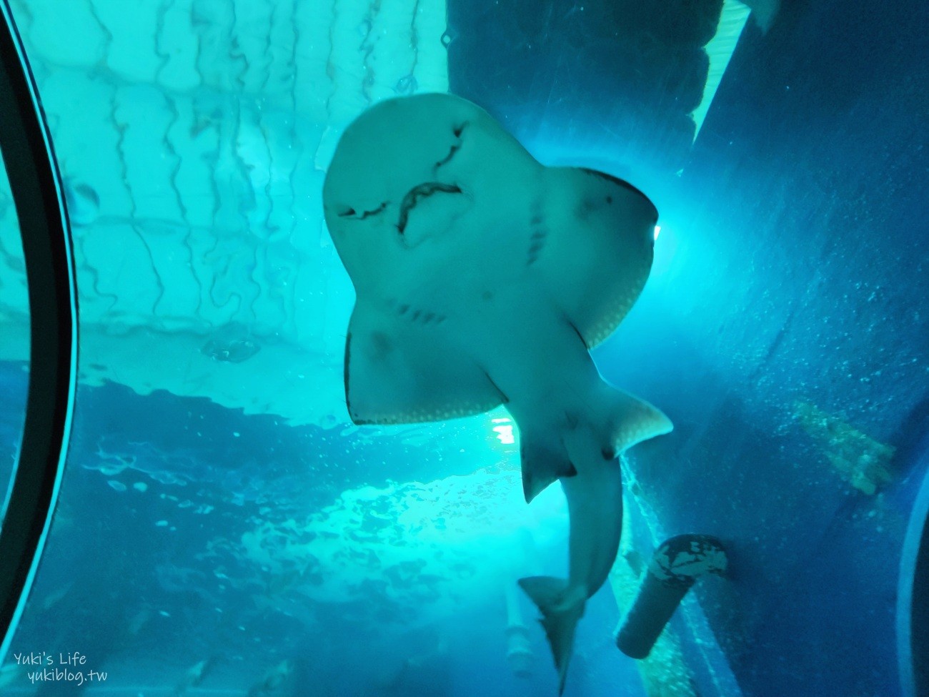 澎湖水族館》澎湖室內親子景點推薦必訪~門票・超值套票 - yuki.tw