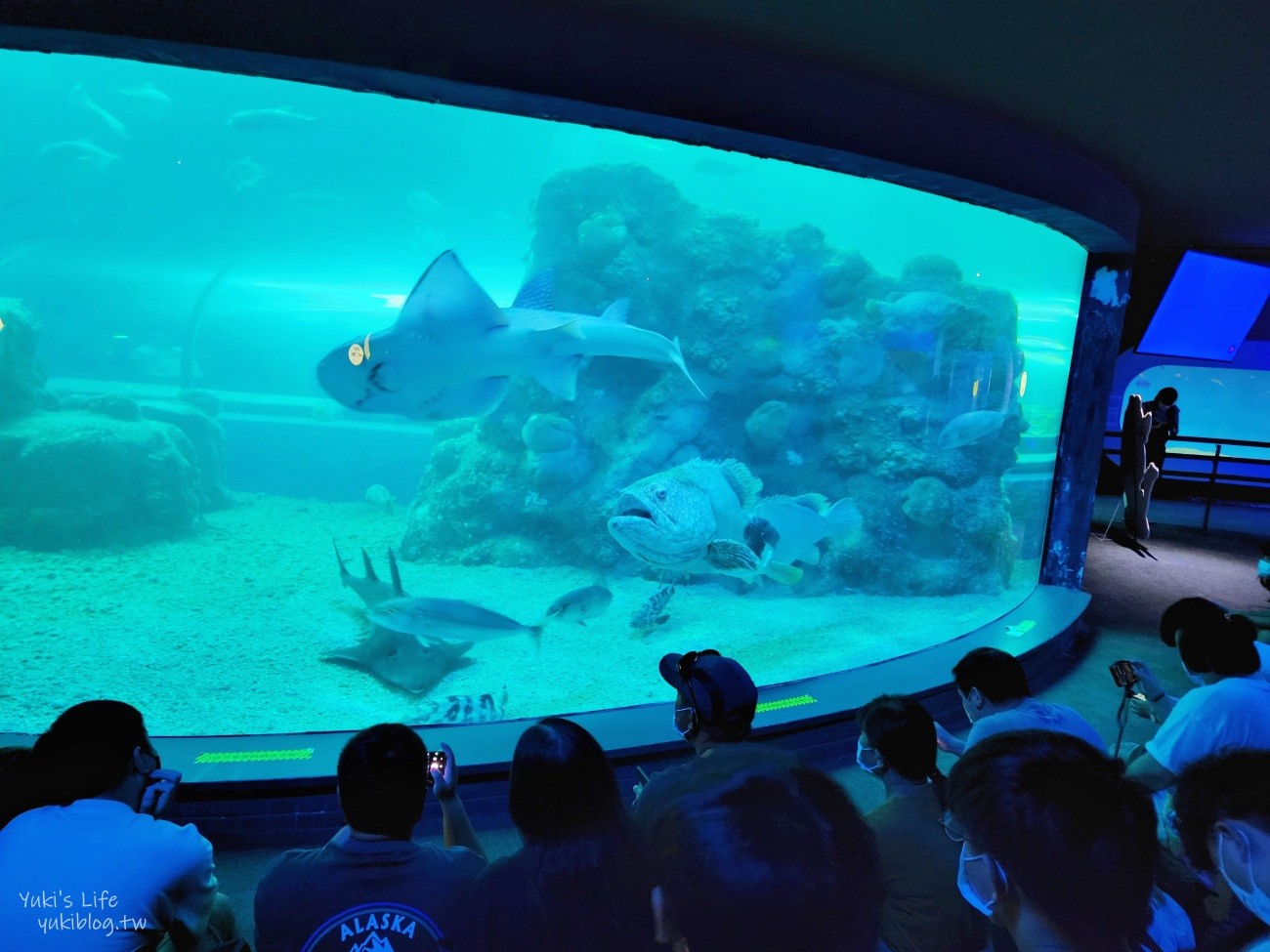 澎湖水族館》澎湖室內親子景點推薦必訪~門票・超值套票 - yuki.tw