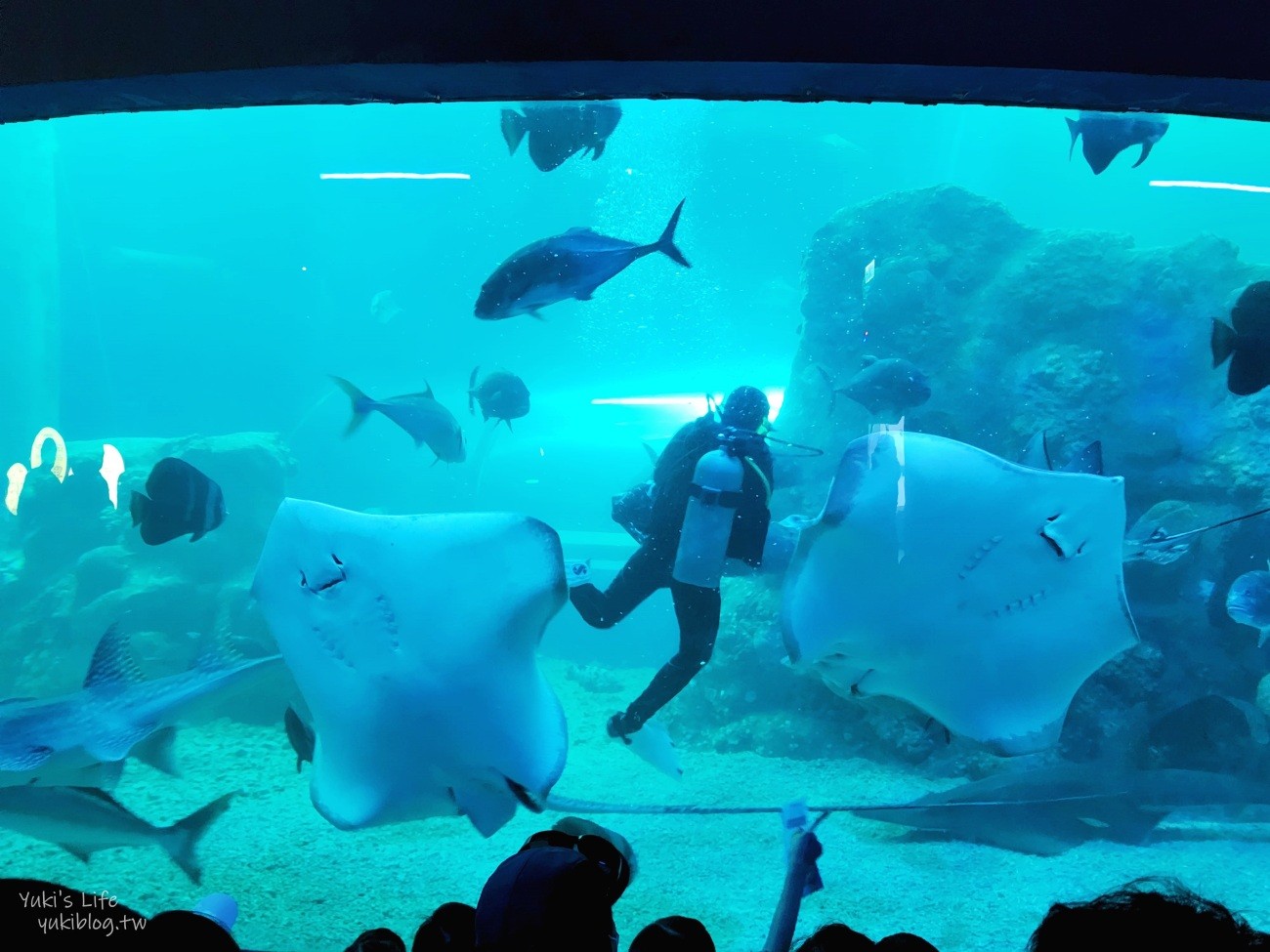 澎湖水族館》澎湖室內親子景點推薦必訪~門票・超值套票 - yuki.tw