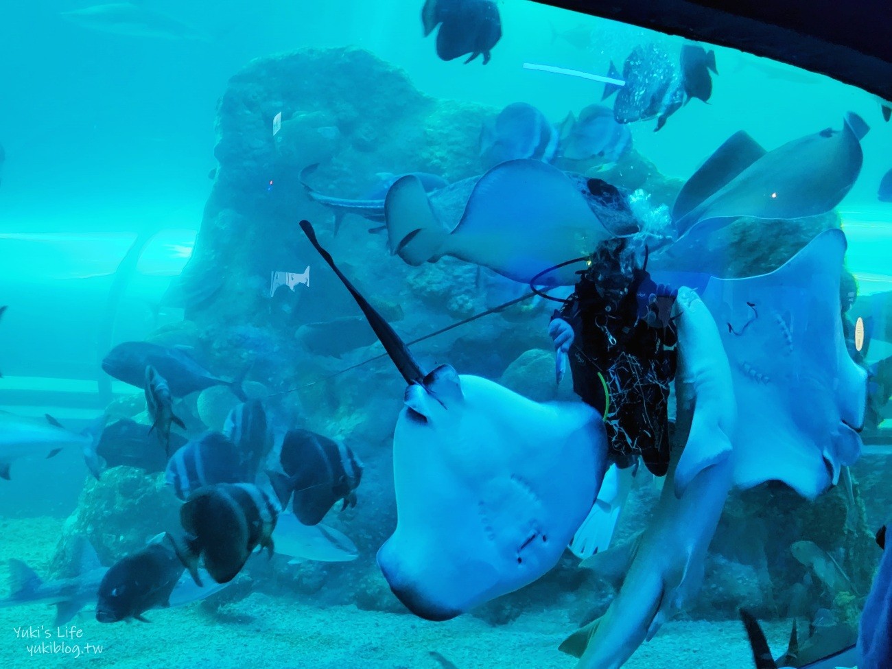 澎湖水族館》澎湖室內親子景點推薦必訪~門票・超值套票 - yuki.tw