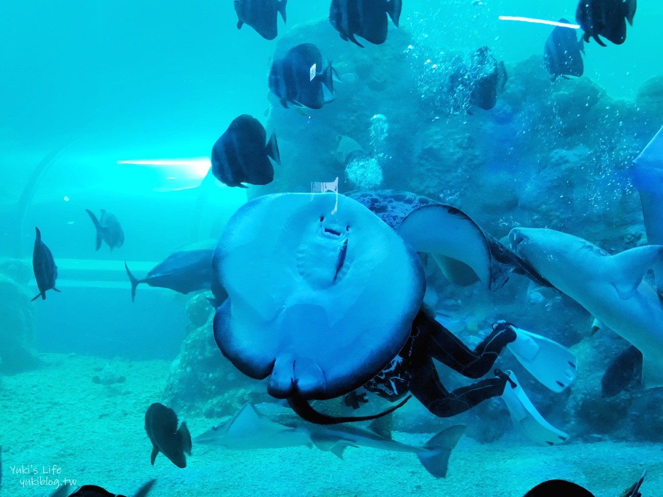 澎湖水族館》澎湖室內親子景點推薦必訪~門票・超值套票 - yuki.tw