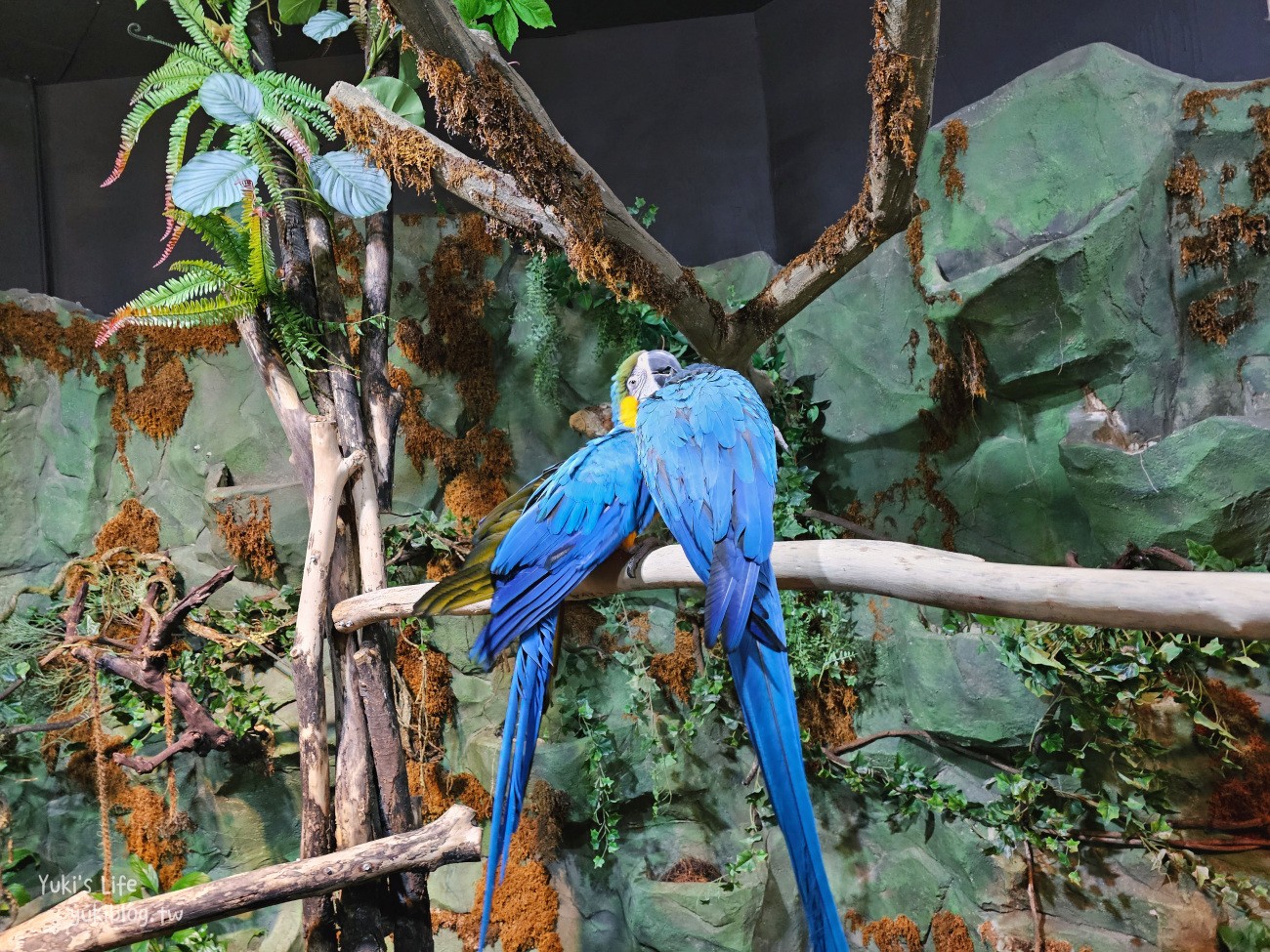 韓國親子景點》首爾Zoolung Zoolung室內動物主題樂園，可以近距離餵食小動物，療癒到不行 - yuki.tw