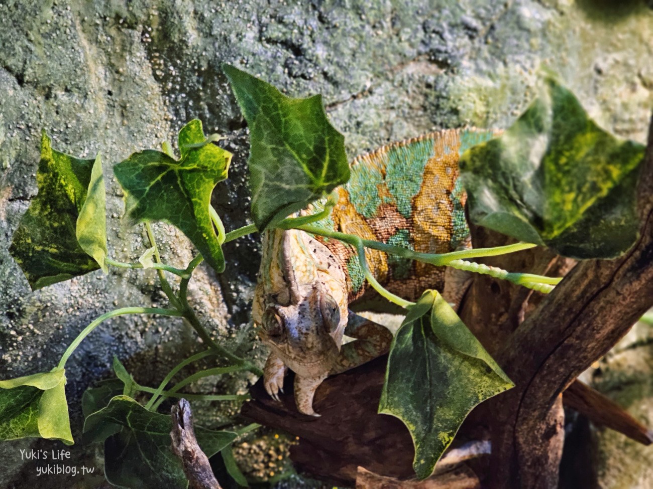 韓國親子景點》首爾Zoolung Zoolung室內動物主題樂園，可以近距離餵食小動物，療癒到不行 - yuki.tw