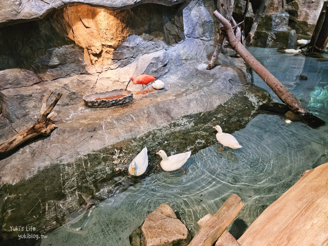 韓國親子景點》首爾Zoolung Zoolung室內動物主題樂園，可以近距離餵食小動物，療癒到不行 - yuki.tw