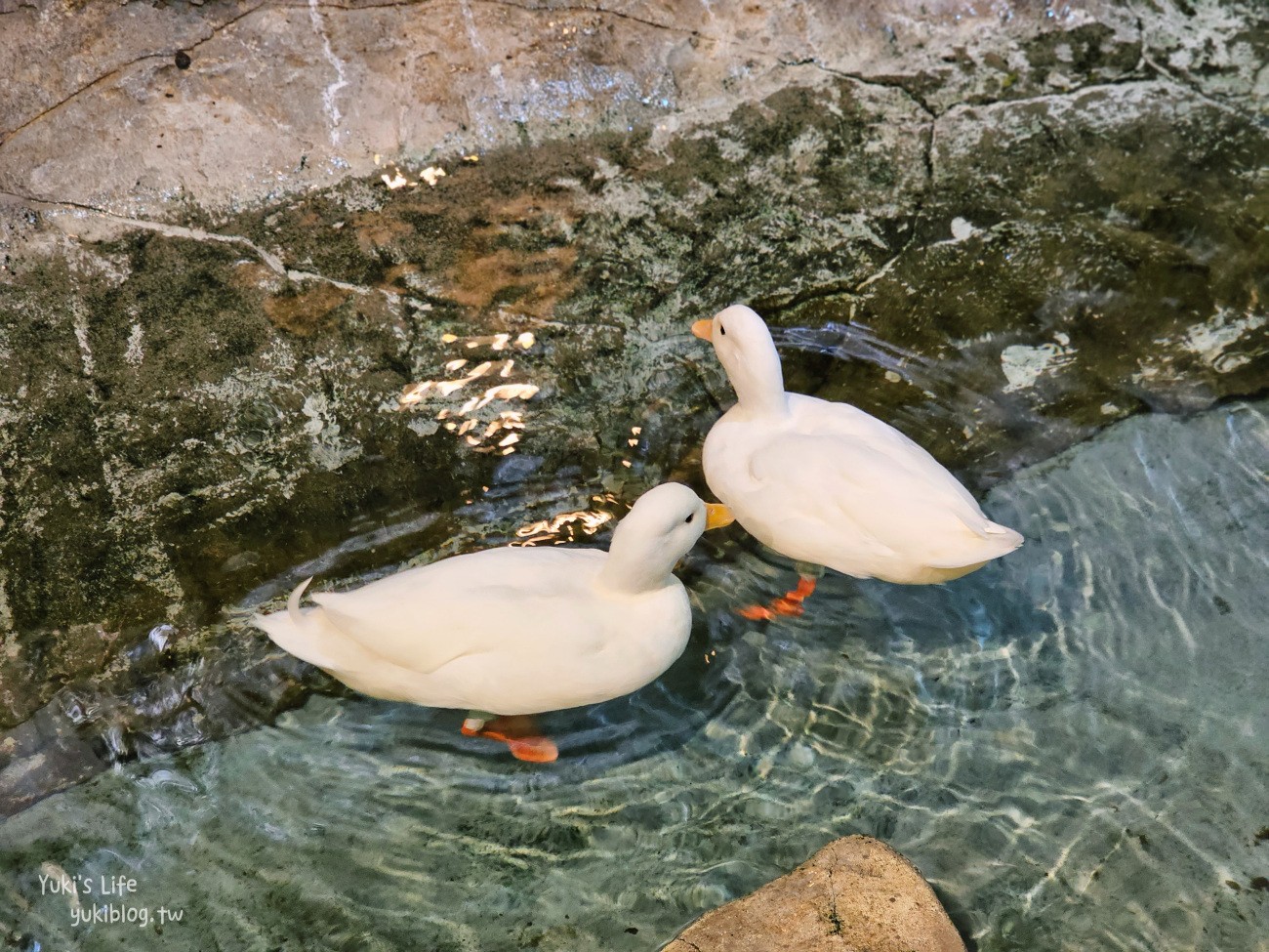 韓國親子景點》首爾Zoolung Zoolung室內動物主題樂園，可以近距離餵食小動物，療癒到不行 - yuki.tw