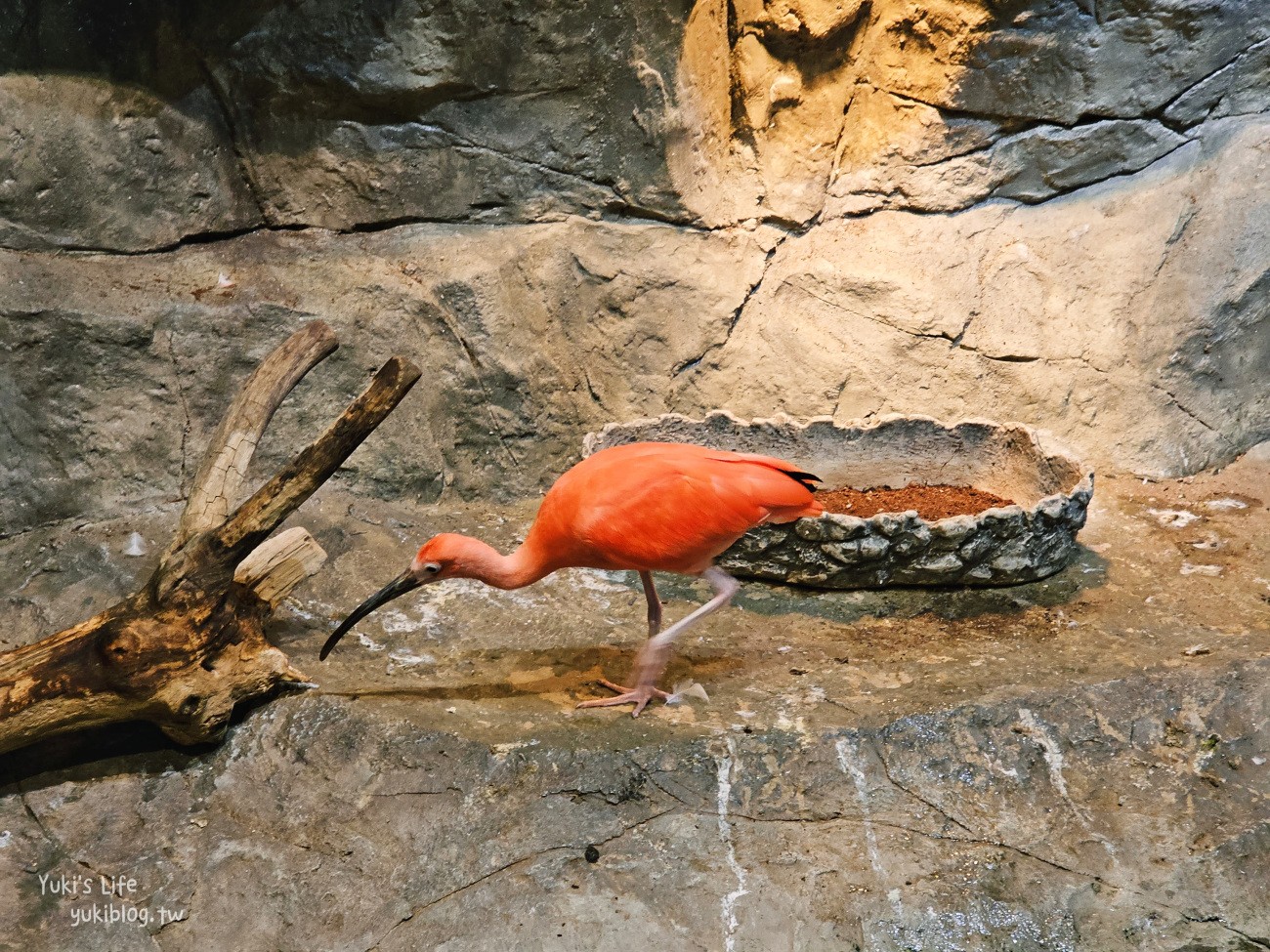 韓國親子景點》首爾Zoolung Zoolung室內動物主題樂園，可以近距離餵食小動物，療癒到不行 - yuki.tw